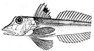 Eutrigla gurnardus_claves.jpg